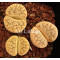 C383 - Plant
